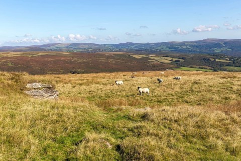 Sheep grazing on moorland at top of Pupers Hill, near Hayford, Buckfastleigh, Dartmoor national