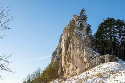 Scots pine (Pinus sylvestris) trees growing on a huge rock in winter, Vápec, Horná Poruba, Slovakia