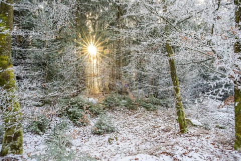 Mixed forest with norway spruce (Picea abies) and European beech (Fagus sylvatica) white from