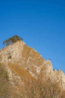 Scots pine (Pinus sylvestris) trees growing on a huge rock in winter, Vápec, Horná Poruba, Slovakia