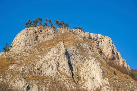 Scots pine (Pinus sylvestris) trees growing on a huge rock in winter, Vápec, Horná Poruba, Slovakia