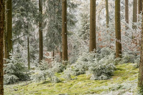 Mixed forest with norway spruce (Picea abies) and European beech (Fagus sylvatica) white from