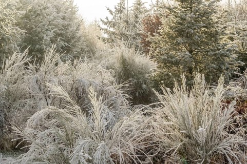 Mixed forest with norway spruce (Picea abies), European beech (Fagus sylvatica) and Common broom
