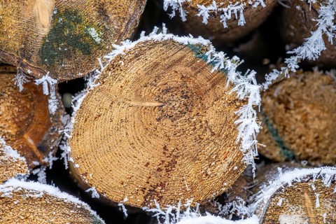 Ice crystals from roarfrost on cutten tree trunks at sunshine in winter, Bavaria, Germany