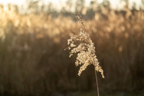 Common reed (Phragmites australis) seeds against the sunlight in winter, Bavaria, Germany