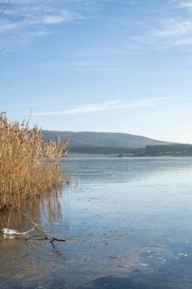 Common reed (Phragmites australis) growing in a lake on a sunny day in winter, Bavaria, Germany