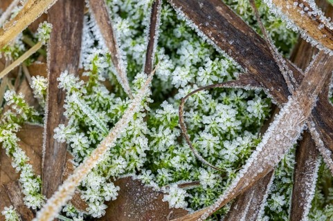 Ice crystals from roarfrost on moss leafes and grass on the ground in winter, Bavaria, Germany