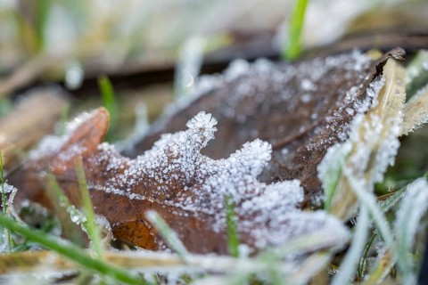 Ice crystals from roarfrost on a pedunculate oak (Quercus robur) leaf lying on the ground in