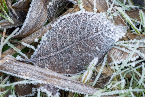 Ice crystals from roarfrost on a goat willow (Salix caprea) leaf lying on the ground in winter,