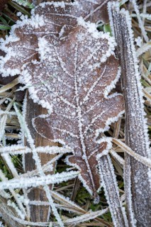 Ice crystals from roarfrost on a pedunculate oak (Quercus robur) leaf lying on the ground in