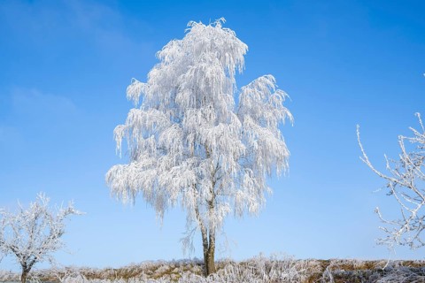 Silver birch (Betula pendula) standing on a meadow with hoarfrost on the branches in front of blue