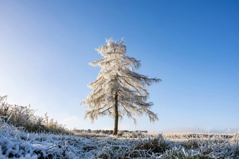 European larch (Larix decidua) with hoarfrost on the branches standing on a meadow on a sunny day