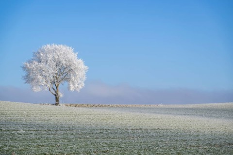 Silver lime tree (Tilia tomentosa) with hoarfrost on the branches standing on a meadow on a sunny