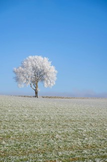 Silver lime tree (Tilia tomentosa) with hoarfrost on the branches standing on a meadow on a sunny