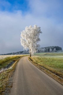 Silver birch (Betula pendula) standing beside a road with hoarfrost on the branches at sunshine in