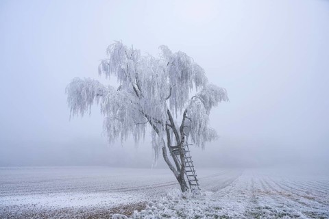 Silver birch (Betula pendula) with a raised hide in a meadow with hoarfrost on the branches in