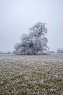 Eastern crack-willow (Salix euxina) standing on a meadow with hoarfrost on the branches in winter,