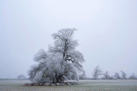 Eastern crack-willow (Salix euxina) standing on a meadow with hoarfrost on the branches in winter,