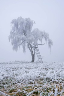 Silver birch (Betula pendula) with a raised hide in a meadow with hoarfrost on the branches in