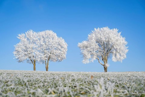 Silver lime trees (Tilia tomentosa) with hoarfrost on the branches standing on a meadow on a sunny