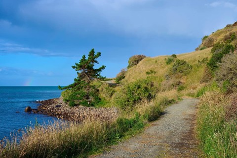 Ein Weg schlängelt sich entlang der Küste mit grasbewachsenen Hügeln, Moeraki, Hampden, North