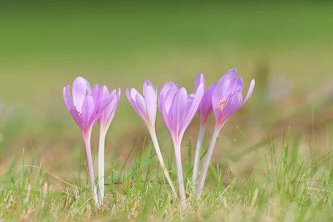 Autumn crocus (Colchicum autumnale), autumn crocus (Colchica) flowering in meadow, wet meadow,