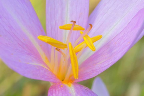 Autumn crocus (Colchicum autumnale), flower with yellow stamens, detail of stamens, wet meadow,