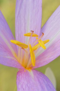 Autumn crocus (Colchicum autumnale), flower with yellow stamens, detail of stamens, wet meadow,