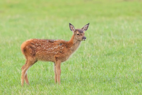 Deer calf (Cervus elaphus) standing in a meadow, wildlife, mammal, Forsthaus Hohenroth on the