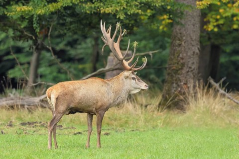 Red deer (Cervus elaphus) capital stag in a forest clearing during the rutting season, wildlife,