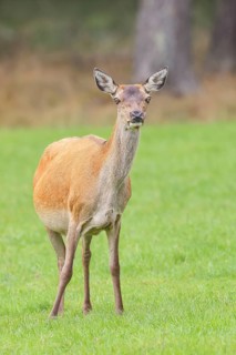 Red deer cow (Cervus elaphus) standing in a forest clearing, wildlife, Forsthaus Hohenroth on the