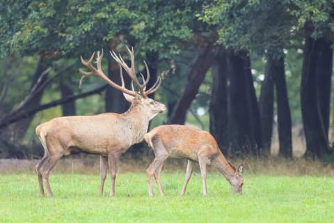 Red deer (Cervus elaphus), stag and hind in the rutting season, wildlife, mammal, Forsthaus