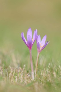 Autumn crocus (Colchicum autumnale), autumn crocus (Colchica) flowering in meadow, wet meadow,