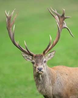 Red deer (Cervus elaphus), head portrait, wildlife, mammal, Forsthaus Hohenroth on the