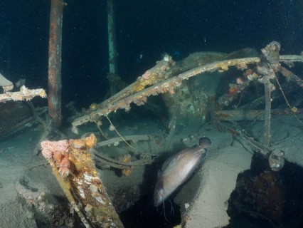 Photograph from inside a rusty wreck under water. A Phycis phycis (Phycis phycis) escapes into the