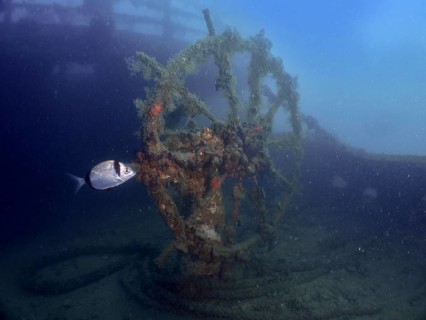 Algae-covered steering wheel of a wreck in the ocean, with passing fish. Dive site wreck of the