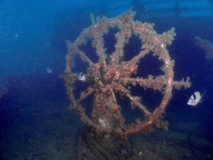 Old, algae-covered steering wheel of a wreck under water with fish. Dive site wreck of the Vis,