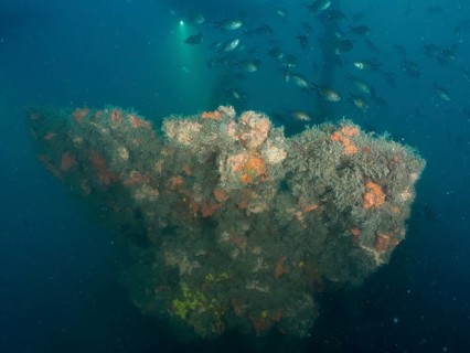 The railing of a shipwreck overgrown with algae and sponges, surrounded by a school of fish in the