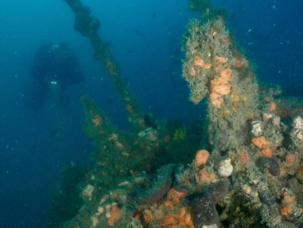 Diver explores sponges and algae on an old shipwreck under water. Dive site wreck of the Giuseppe
