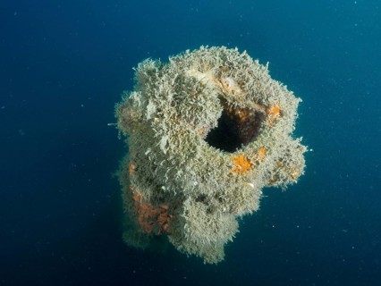 Mouth of a cannon overgrown with algae in blue sea water. Dive site wreck of the Giuseppe Dezza,