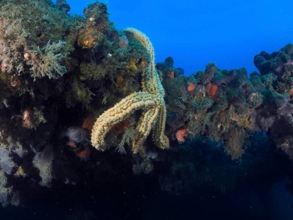 Underwater shot with starfish on a wreck in front of a blue background. Dive site wreck of the