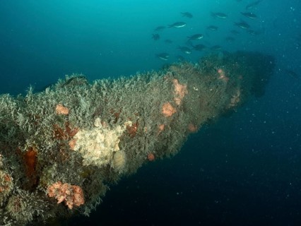 A school of fish swims past the overgrown cannon under water. Dive site wreck of the Giuseppe
