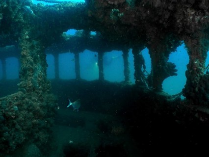 Fish swim through the windows of an overgrown shipwreck under water. Dive site wreck of the Baron