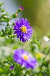 Close-up of a purple flower with a yellow centre in a green garden, Tesla Model Y Juniper,