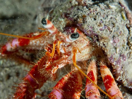 Detailed close-up view of Red Hermit Crab (Dardanus calidus) on the seabed. Dive site House Reef,