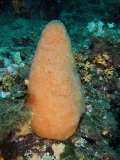 Orange cone-shaped sea squirt (Aplidium conicum) on a reef. Dive site Muzil, Stoja, Pula, Croatia,