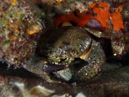 A crab, Warty Crab (Eriphia verrucosa), skilfully hiding between rocks. Dive site House Reef,