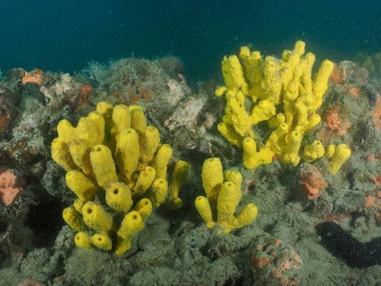 Underwater photo of yellow sponges, golden sponge (Aplysina aerophoba) . Dive site wreck Giuseppe