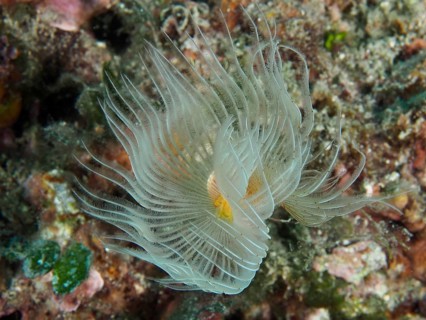 Protula tubularia (Protula tubularia) unfolds elegantly on the reef. Dive site Muzil, Stoja, Pula,