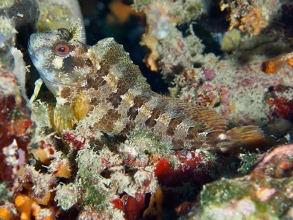 Tompot blenny (Parablennius gattorugine) resting on the bottom of a reef. Dive site Fraskeric,